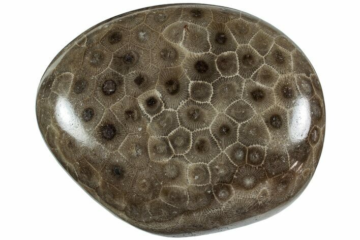 Polished Petoskey Stone (Fossil Coral) - Michigan #227548